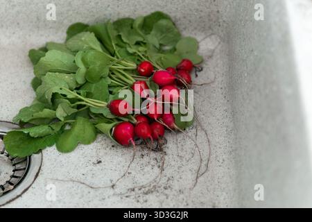 A bundle of freshly harvested red radishes with vibrant green leaves resting in a kitchen sink. The vegetables are freshly picked from the garden, sho Stock Photo