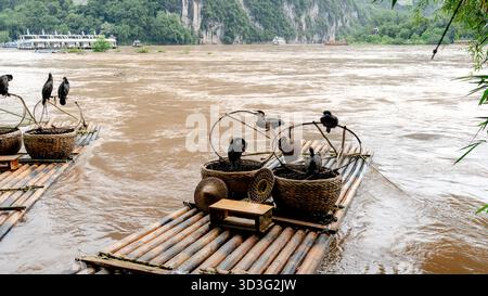 Bamboo rafts float on the Li River with cormorants perched for tourist photos. Traditionally, cormorants were used for fishing, catching fish before s Stock Photo