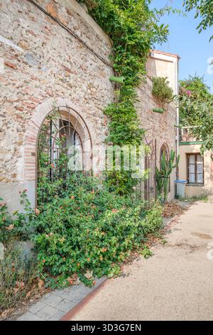 Building Wall Covered In Lush Green Ivy With Multiple Closed Green building-wall-covered-in-lush-green-ivy-with-multiple-closed-green