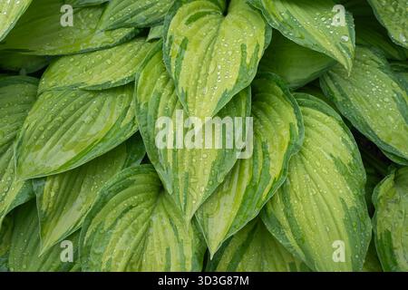 Close-up texture of beautiful variegated Hosta (Plantain Lily) leaves covered in fresh glistening raindrops after rain in a summer garden. Stock Photo