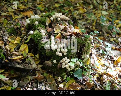 old tree stump in the forest, densely covered with moss and small white mushrooms, surrounded by autumn leaves and ivy. Close-up. Stock Photo