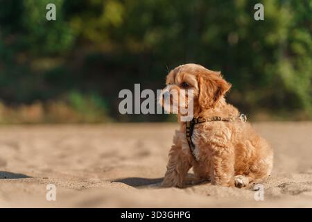 A puppy of a Cavapoo or Cockapoo breed dog. Portrait of a fluffy brown Baby Maltypu . Stock Photo