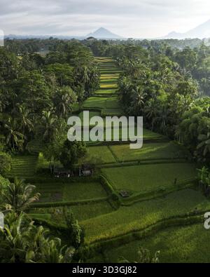 Aerial view of rice terraces cascade through a verdant valley, a symphony of green contrasting with the deep shadows of the surrounding forest, Bali, Stock Photo