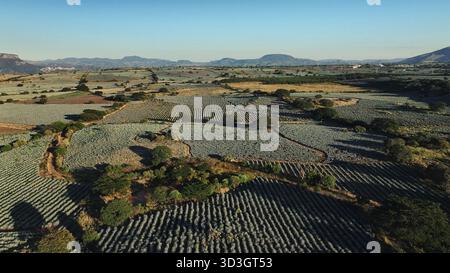 Aerial view of the agave fields stretch out in orderly rows, a geometric tapestry under the vast sky, Tequila, Jalisco, Mexico. Stock Photo