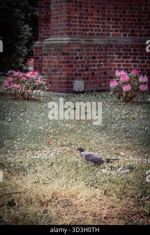 A pigeon walking on the lawn, surrounded by daisies and bushes of pink flowers. Stock Photo