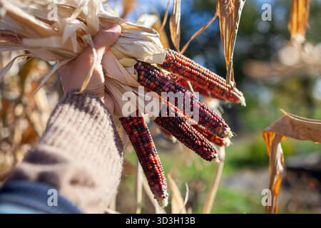 Close up of colorful corncobs. Gardener harvesting ornamental corn in fall garden. Farmer grows maize for fall decor. Stock Photo