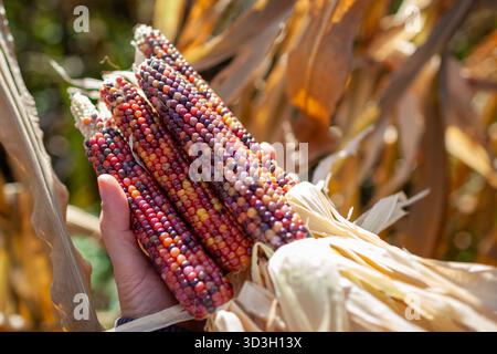 Close up of colorful corncobs. Gardener harvesting ornamental corn in fall garden. Farmer grows maize for fall decor. Stock Photo