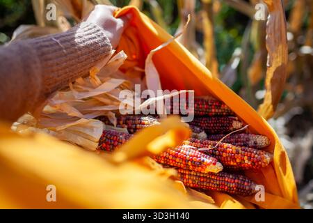 Close up of colorful corncobs. Gardener harvesting ornamental corn in fall garden. Farmer grows maize for fall decor. Stock Photo