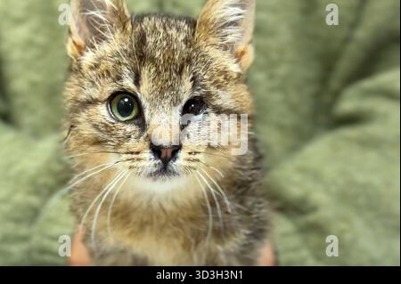Cat with an injured eye at a veterinary clinic. Homeless or lost cat animal shelter. Adoption of homeless animals concepte Stock Photo
