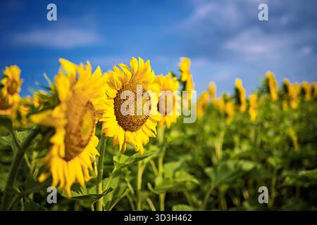 Sunflowers In Virginia Countryside | NOKESVILLE, Va. — Sunflowers turn their broad faces skyward at Burnside Farms in Nokesville, Virginia, a pick-your-own flower farm whose Summer of Sunflowers festival runs from mid-July into early September. The farm plants dozens of cutting and oil sunflower varieties across fields near Kettle Run Road, about 40 miles (64 km) west of Washington, D.C. Sunflowers are native to North America and prized for their oil-rich seeds. Stock Photo