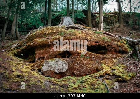 The roots of an old fallen tree, covered with moss and grass, which serve as a home for small animals and bugs. Stock Photo