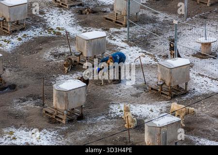 Longyerbeyen, Svalbard, Man is feeding dogs in a pen. There are many dogs in the pen, and the man is wearing a blue shirt Stock Photo