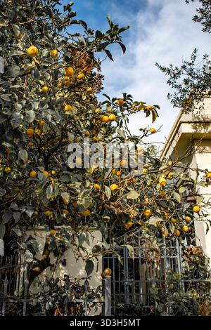 Ripe juicy lemons on the tree. Stock Photo