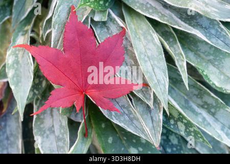 Japanese Red Maple Leaf lays on Top of Long Leaved Lungwort Plant Stock Photo