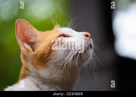 Potrait of a Relaxed Ginger and White Cat Stock Photo