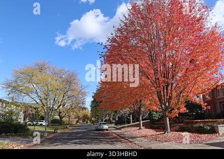 Suburban street with maple tree in fall foliage Stock Photo