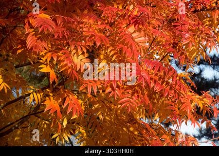 Autumn tree foliage red leaves Rowan Stock Photo