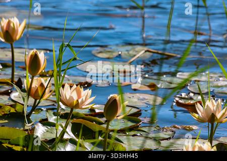 Lotus flowers and water lilies bloom at the National Botanical Garden ...