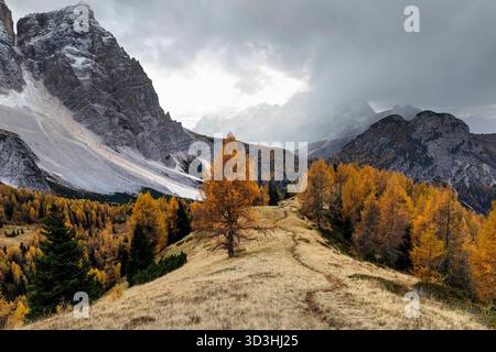View from Col de la Puina with Mount Pelmo in the background, Dolomites mountains, Italy, misty snowy day with autumn foliage, golden larch trees Stock Photo