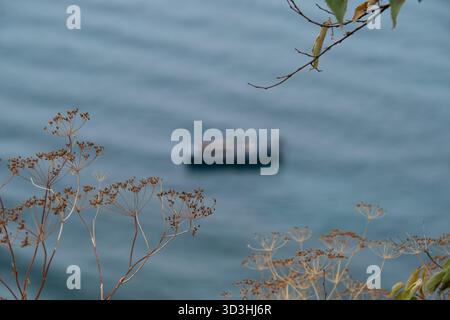 Dry wild plants and tree branches in sharp focus with a blurred boat drifting on calm blue water in the background. Stock Photo
