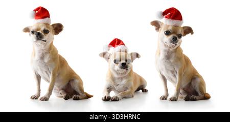 Detail of a brown Chihuahua in three different positions with a Santa hat, lying down or sitting, reflected on a white base and isolated white backgro Stock Photo