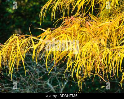 Yellow and orange autumn colour in the finely divided foliage of the Japanese maple, Acer palmatum 'Kinshi' Stock Photo