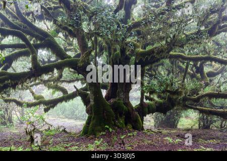 Majestic ancient tree covered in moss in the enchanting Fanal Forest, Madeira Island. Stock Photo