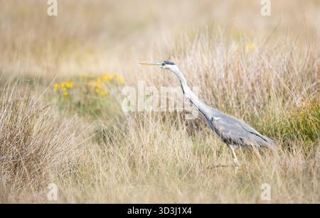 Close-up of a grey heron hunting in tall grass in a meadow, UK Stock Photo