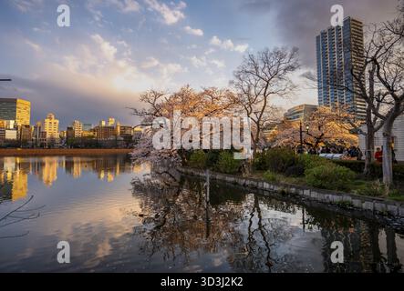 Skyscrapers reflected in lake at sunset, Shinobazu pond, lakeside cherry blossoms in spring, Hanami Festival, Ueno Park, Taito City, Tokyo, Japan Stock Photo