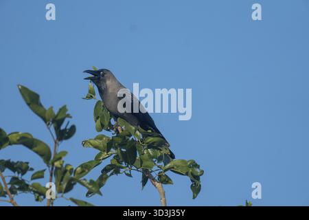 A crow (Corvus splendens) perched on a leafy branch against a clear blue sky In Netrokona, Bangladesh Stock Photo