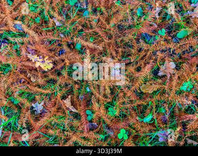 Autumn leaves on the forest floor - Ribaloche, Bossay-sur-Claise, Indre-et-Loire (37), France. Stock Photo