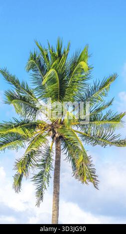 One palm tree on blue sky with clouds Stock Photo