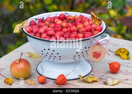 crab apples Red Sentinel (Malus moerlandsii) in a vintage colander Stock Photo