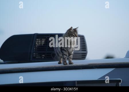 A photograph of a young cat standing on top of a camper and looking off into the distance. Stock Photo