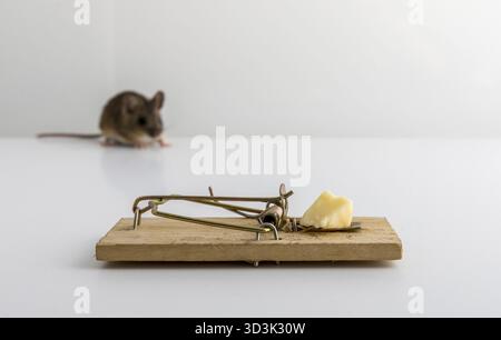 Mouse trap with cheese bait, and a small wood mouse, Apodemus sylvaticus, out of focus in the back, light background Stock Photo