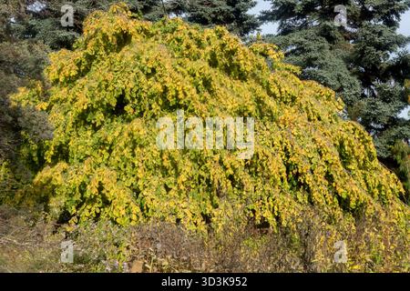 Corkscrew Hazel Corylus avellana 'Pendula' in the garden Stock Photo