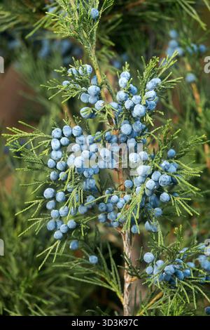 Juniperus virginiana "Schottii" close up Cones Eastern Red Cedar berries blue Stock Photo