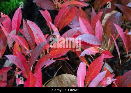 Small Tiny Low Size Form Creeping, Sand Cherry, Garden Plant Shrub Shrubs Plants Red Leaves Changed Colour Foliage in Autumn Stock Photo