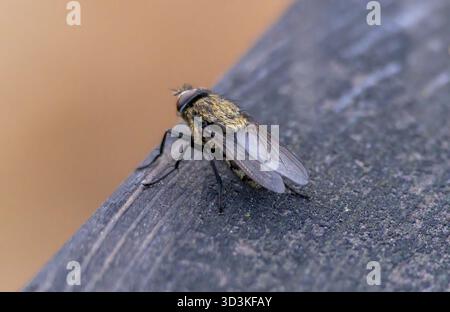 A brown and black fly is sitting on a wooden surface. The fly is small and has a brown and black body Stock Photo