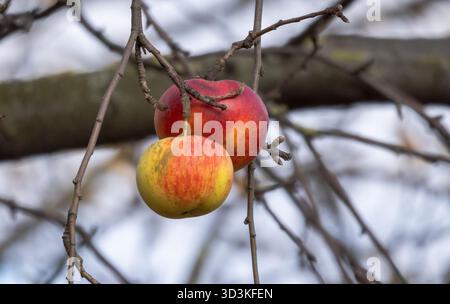 Two apples hanging from a tree branch. The apples are red and yellow. The image has a peaceful and serene mood Stock Photo