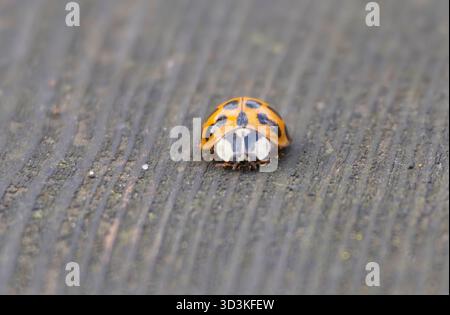 A ladybug is laying on a wooden surface. The ladybug is brown and black with white spots Stock Photo