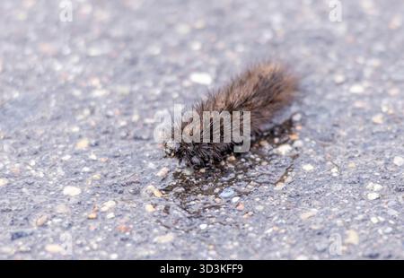 A small brown and black caterpillar is laying on the ground. The caterpillar is small and has a fuzzy appearance Stock Photo