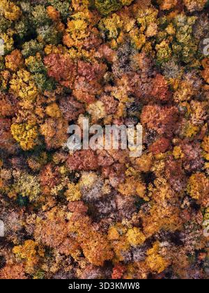 Amazing and colorful forest in the fall view from above. Stock Photo