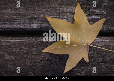 Bright yellow autumn leaf contrasts with weathered dark wooden boards. Leaf veins and wood grain form a cozy fall composition full of nostalgia and wa Stock Photo