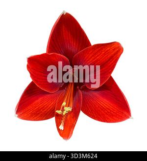 Close-up Red Amaryllis flower isolated on White Background with clipping path. Floral design element for cards, invitations, posters. Stock Photo