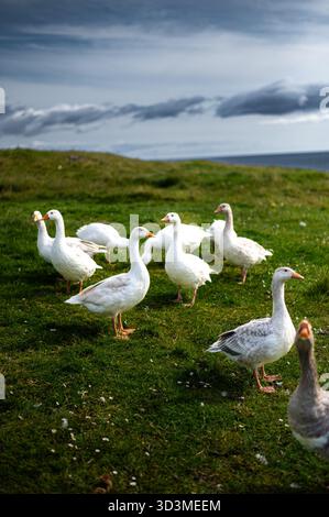 Faroese Geese - Faroe Islands Stock Photo - Alamy