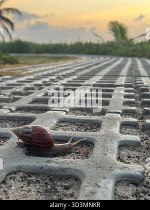 Snail on concrete path, inching ever-slowly towards its destination. Stock Photo