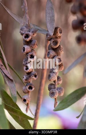 Melaleuca tree seed pod, Cairo, Egypt Stock Photo