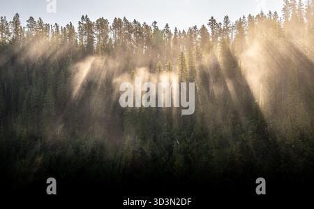 Shafts Of Light Through Trees Break Into Thick Fog Over The River In Yellowstone National Park Stock Photo