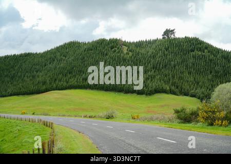 A rural asphalt road winds through a green landscape in New Zealand, bordered by a fence and leading towards a large hill covered in dense pine forest Stock Photo